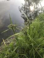 Imagem de Scirpus orientalis Ohwi