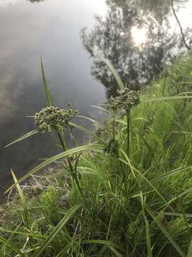 Image of Scirpus orientalis Ohwi