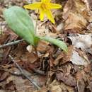 Image of Yellow fawn lily