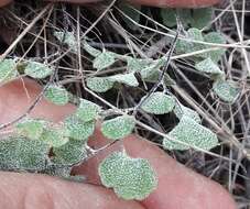 Image of Adiantum chilense var. scabrum (Kaulf.) Hicken