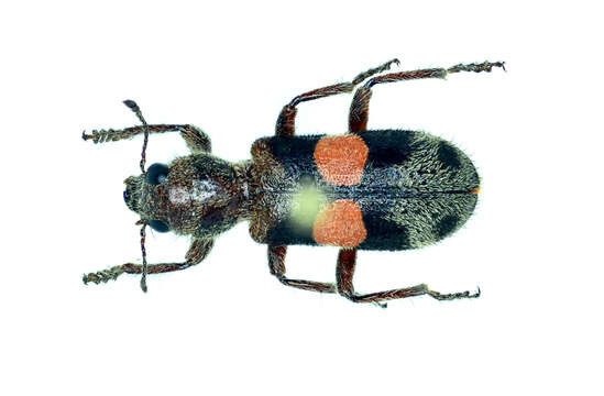 Image of Enoclerus bimaculatus (Skinner 1905)