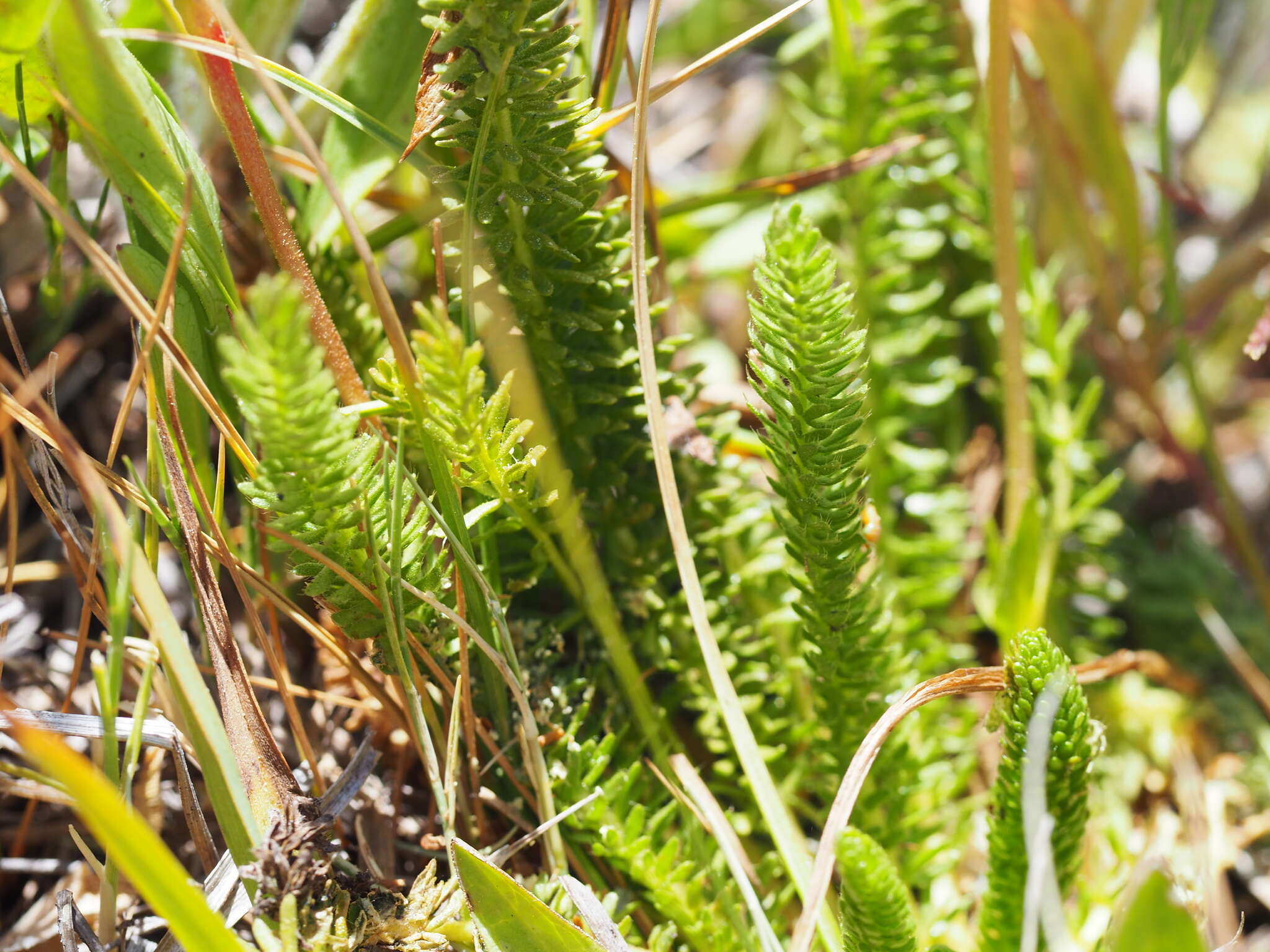 Image of clubmoss mousetail