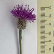 Sivun Vernoniastrum latifolium (Steetz) H. Robinson kuva