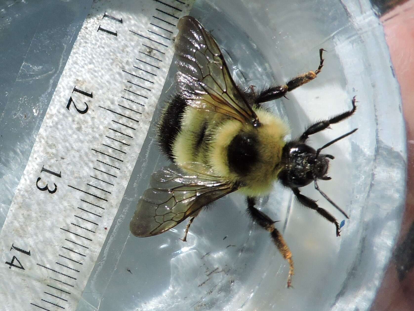 Image of Sanderson Bumble Bee
