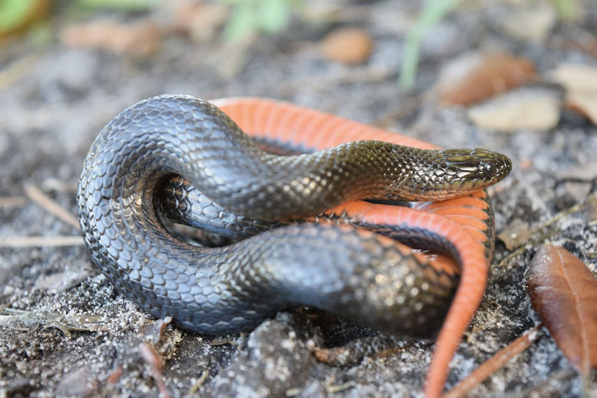 Image of Liodytes pygaea pygaea (Cope 1871)