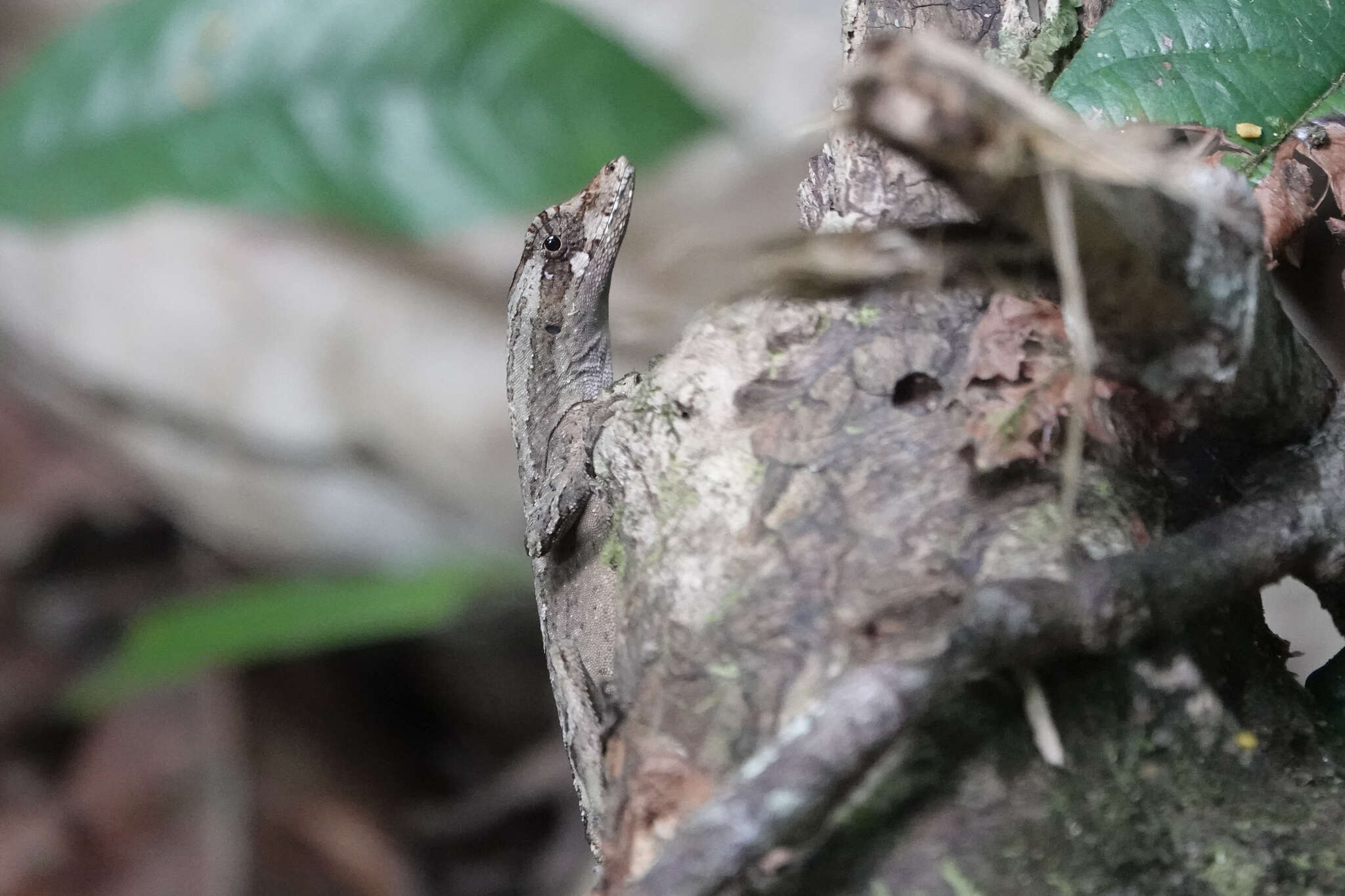 Image of Garland Anole