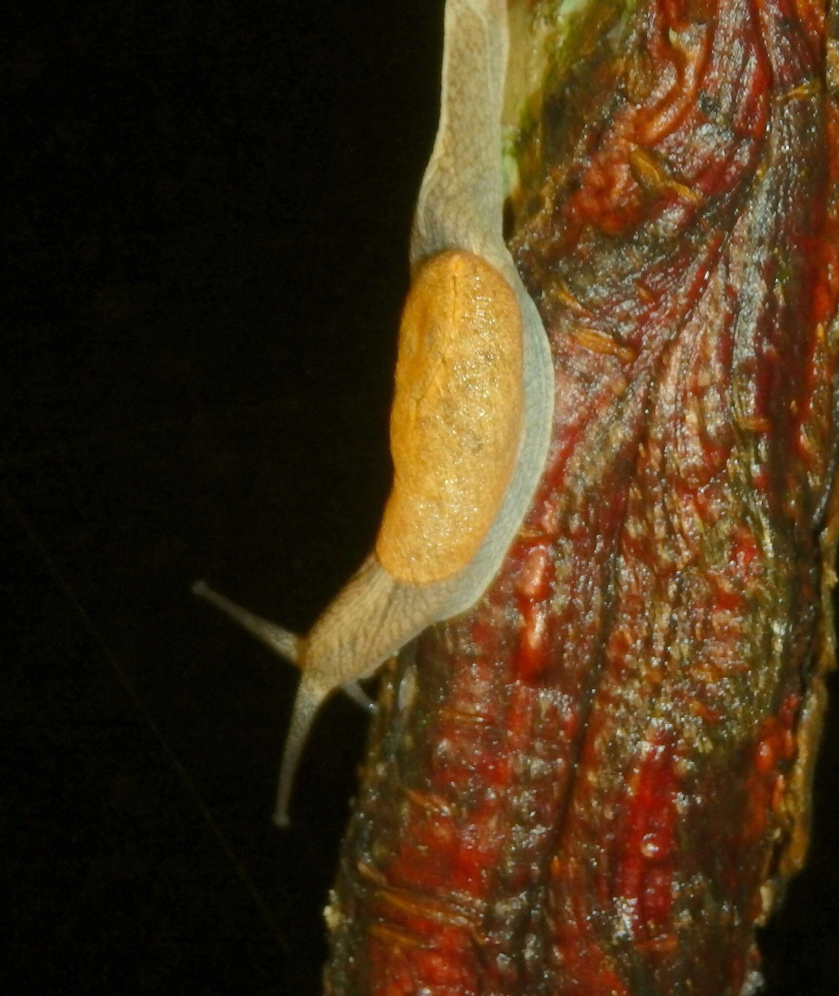 Image of Ratnadvipia karui Raheem & Naggs 2006