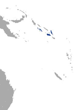 Image of Dwarf Flying Fox