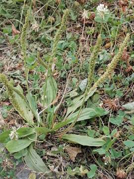 Image of Plantago depressa Willd.