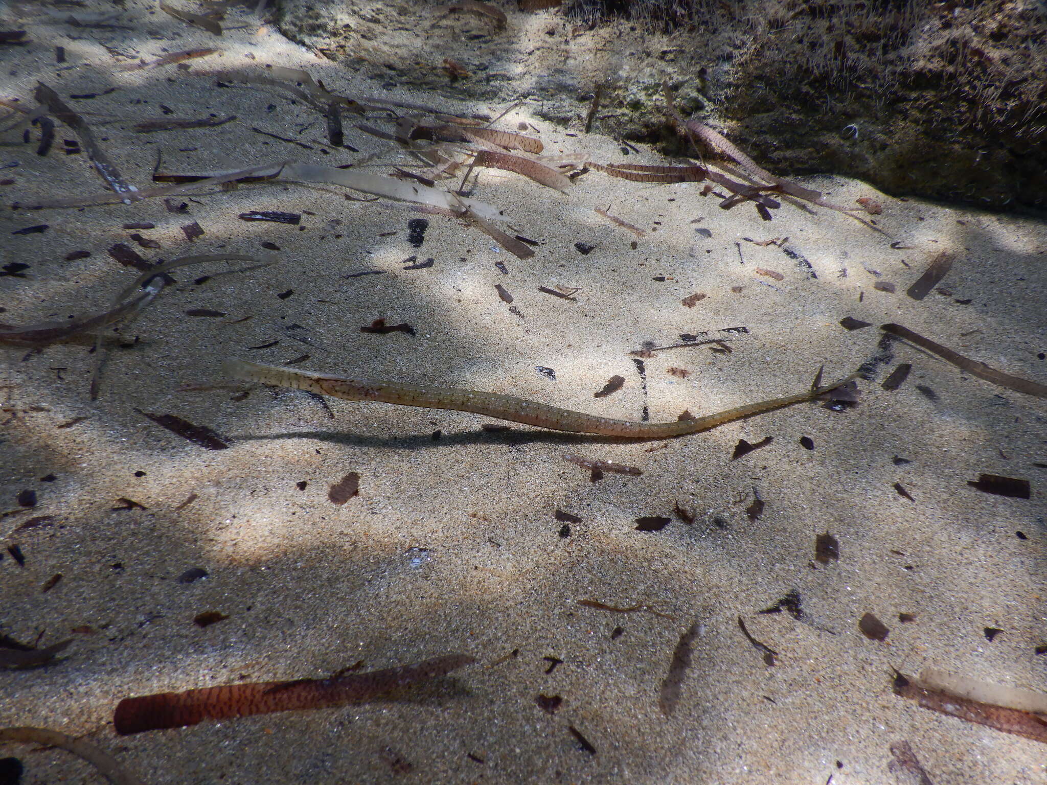 Image of Broadnosed Pipefish