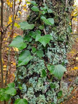 Imagem de Hedera helix f. helix