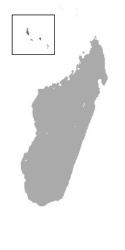Image of Comoro Rousette