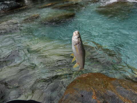 Image of Taiwan Shoveljaw Carp