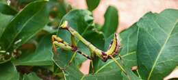 Image of Stagmatoptera reimoseri Beier 1929