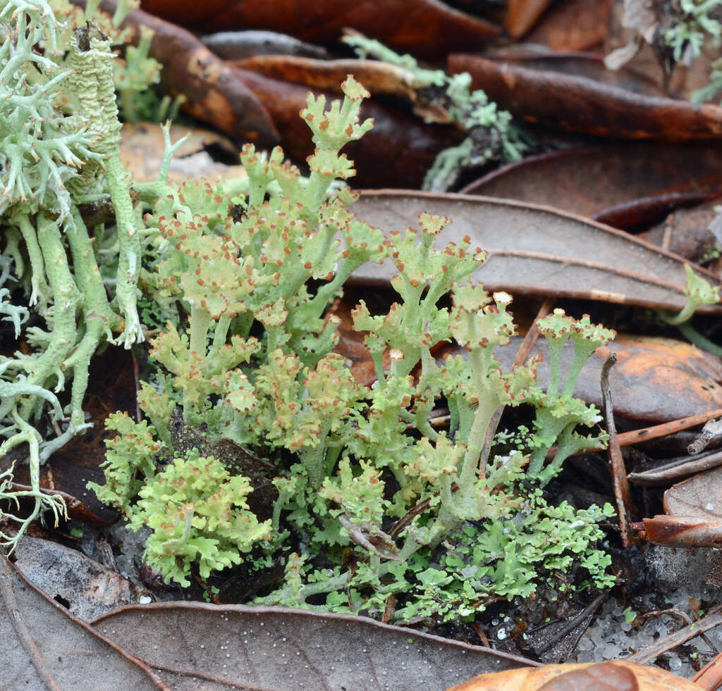 Imagem de Cladonia rappii A. Evans