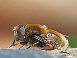 Imagem de Eristalis intricaria (Linnaeus 1758)