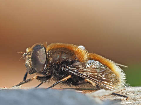 Image of Eristalis intricaria (Linnaeus 1758)