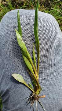 Image of sea aster