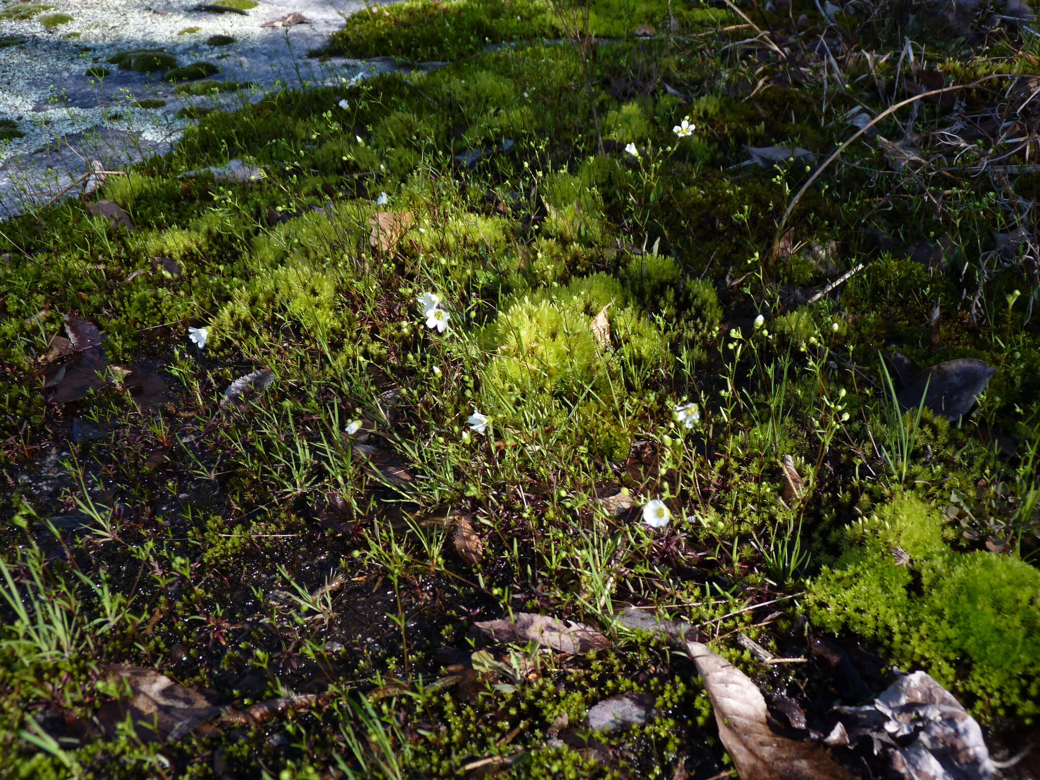 Plancia ëd Mononeuria glabra (Michx.) Dillenb. & Kadereit