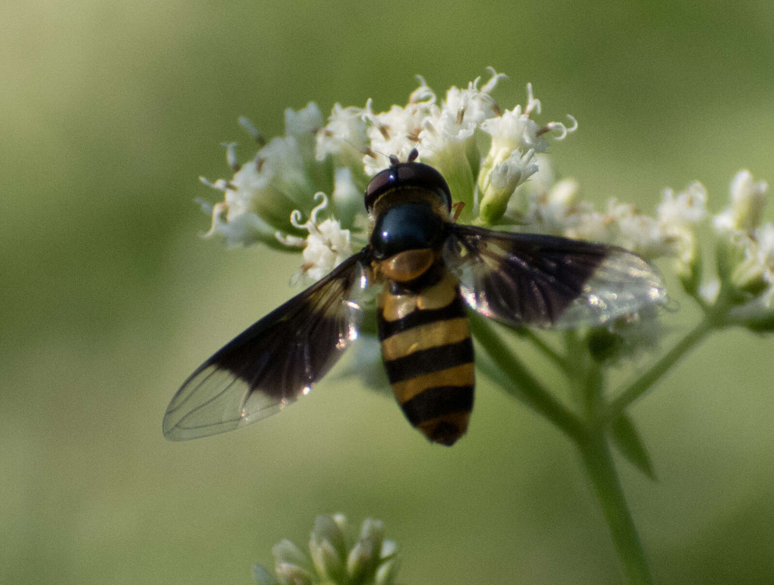 Sivun Dideopsis aegrota (Fabricius 1805) kuva