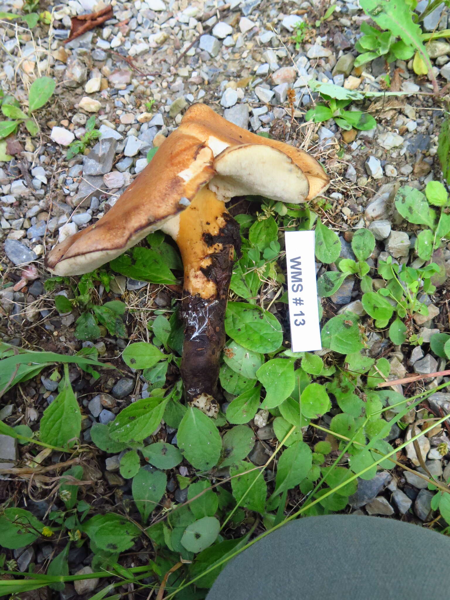 Polyporus radicatus Schwein. 1832 resmi