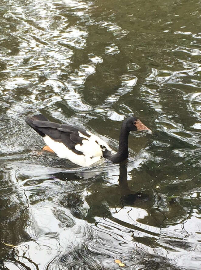 Image of magpie-goose