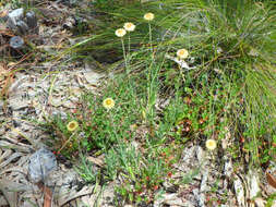 Plancia ëd Coronidium scorpioides (Labill.) Paul G. Wilson