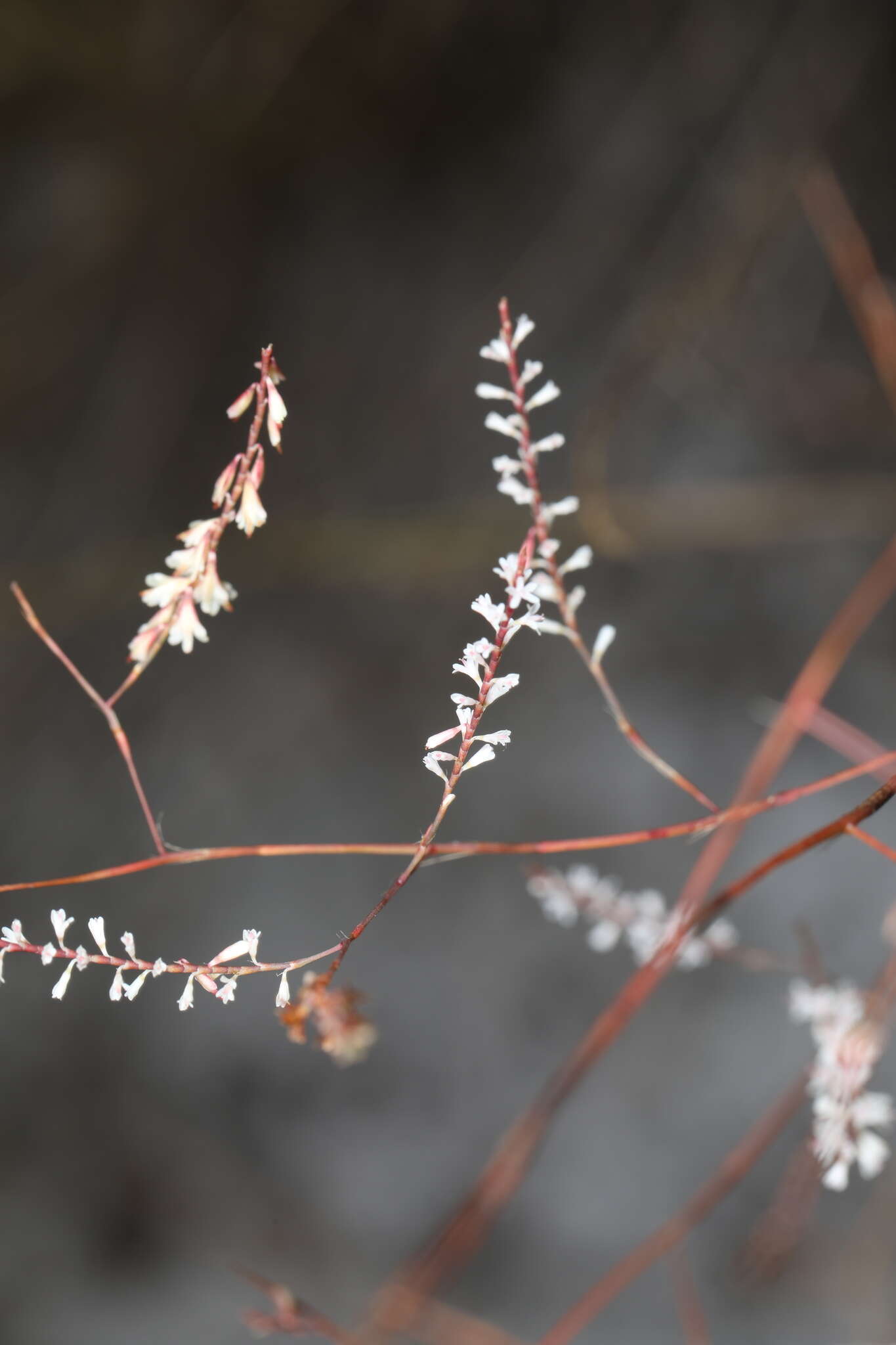 Image de Polygonella basiramia (Small) G. L. Nesom & V. M. Bates