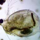 Imagem de Ceriodaphnia reticulata (Jurine 1820)