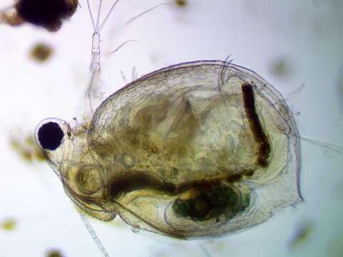 Image of reticulate waterflea