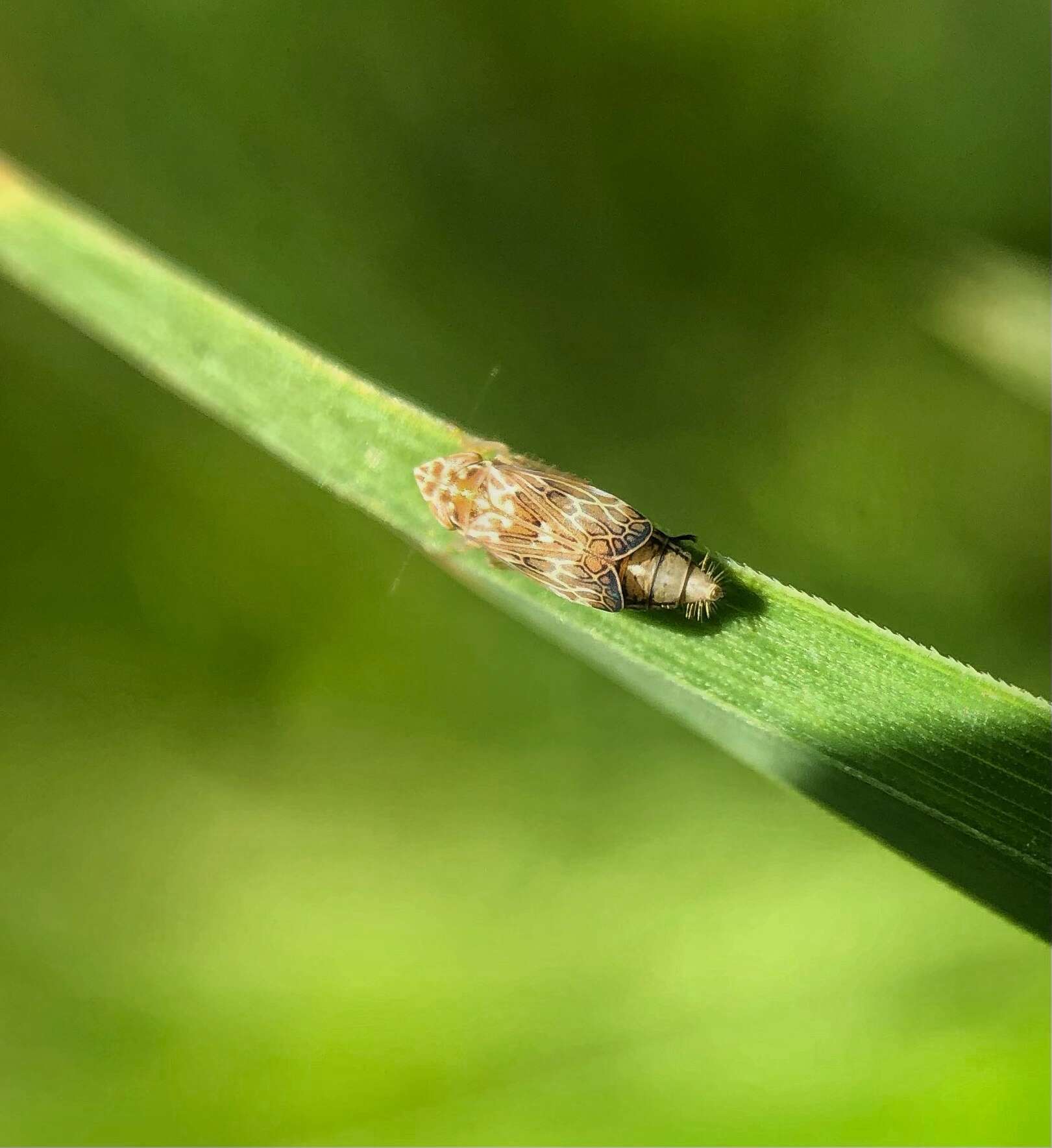 Image of Latalus (Latalus) sayii Fitch 1851