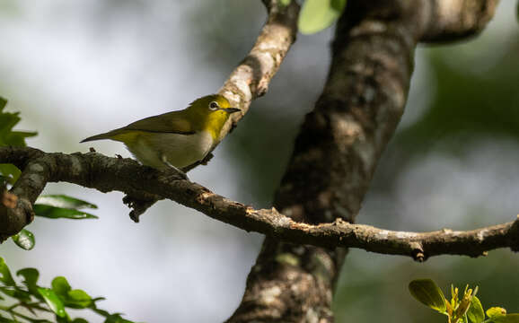 Image of Lowland White-eye