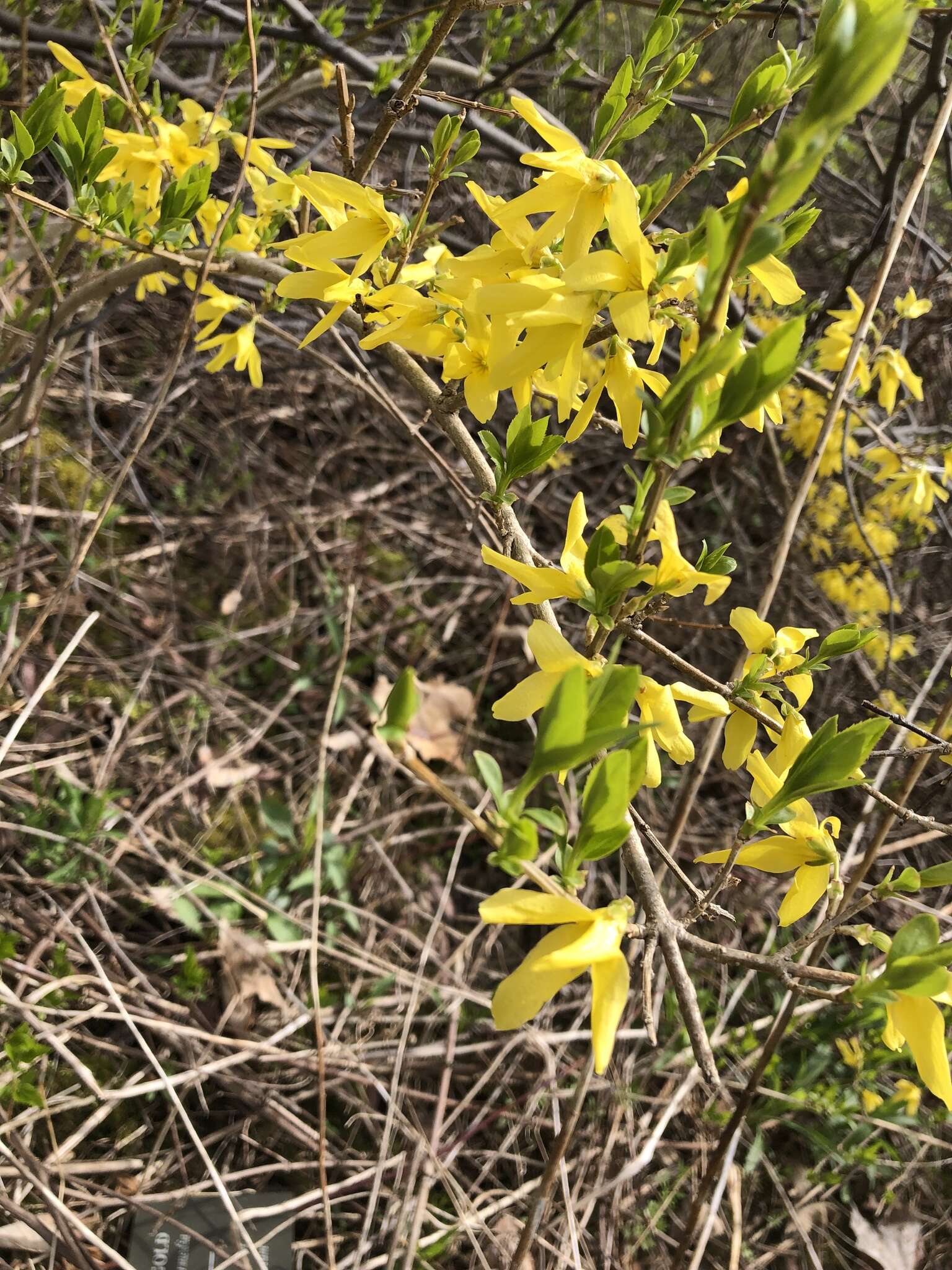 Image of weeping forsythia