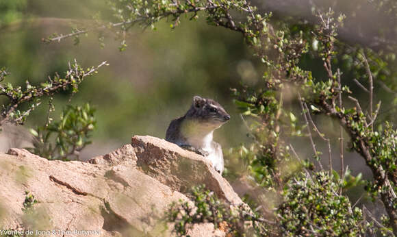 Image of Bush Hyrax