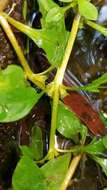 Image of creeping primrose-willow