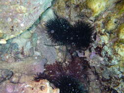 Image of Black Sea urchin