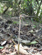 Image of Arachnitis uniflora Phil.