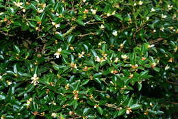 Image of Camellia brevistyla (Hayata) Cohen-Stuart