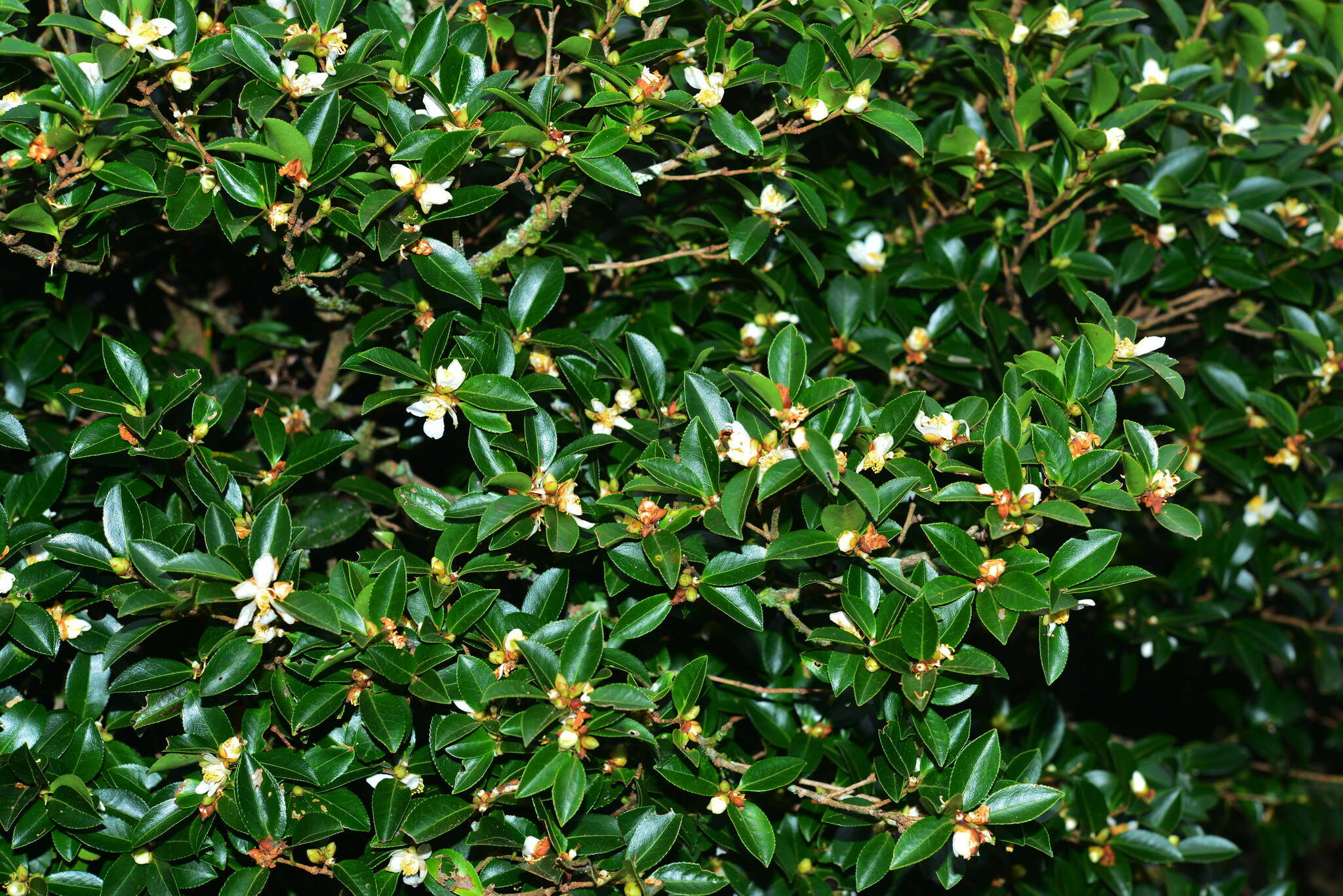 Image of Camellia brevistyla (Hayata) Cohen-Stuart