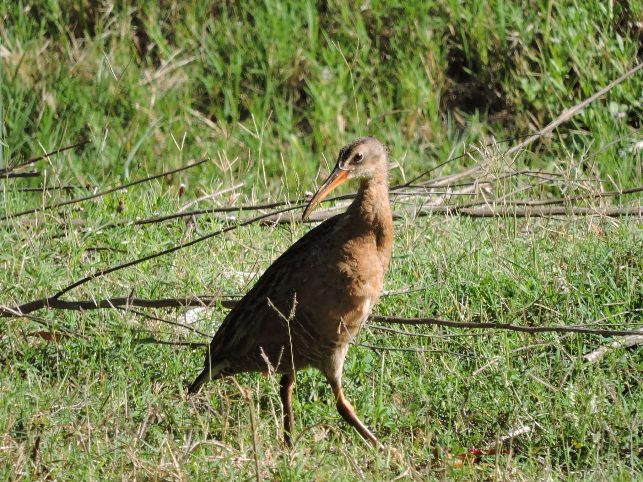 Image of Aztec Rail