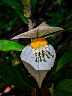 Image of Dalechampia spathulata (Scheidw.) Baill.