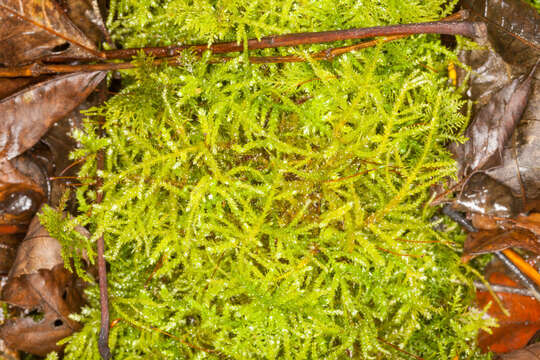 Image of eurhynchium moss