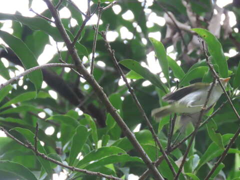 Image of Eastern Crowned Leaf Warbler