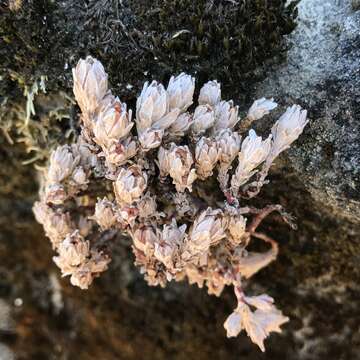 Image of Coast Range stonecrop