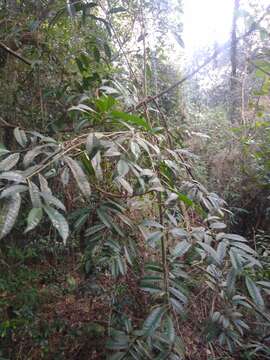 Sorocea bonplandii (Baill.) Burger, Lanj. & Boer的圖片