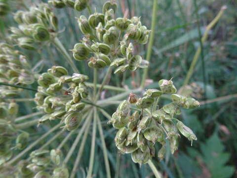 Image of American Cow-Parsnip