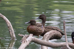 Image of Meller's Duck