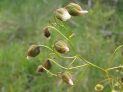 Image of Drosera macrantha Endl.