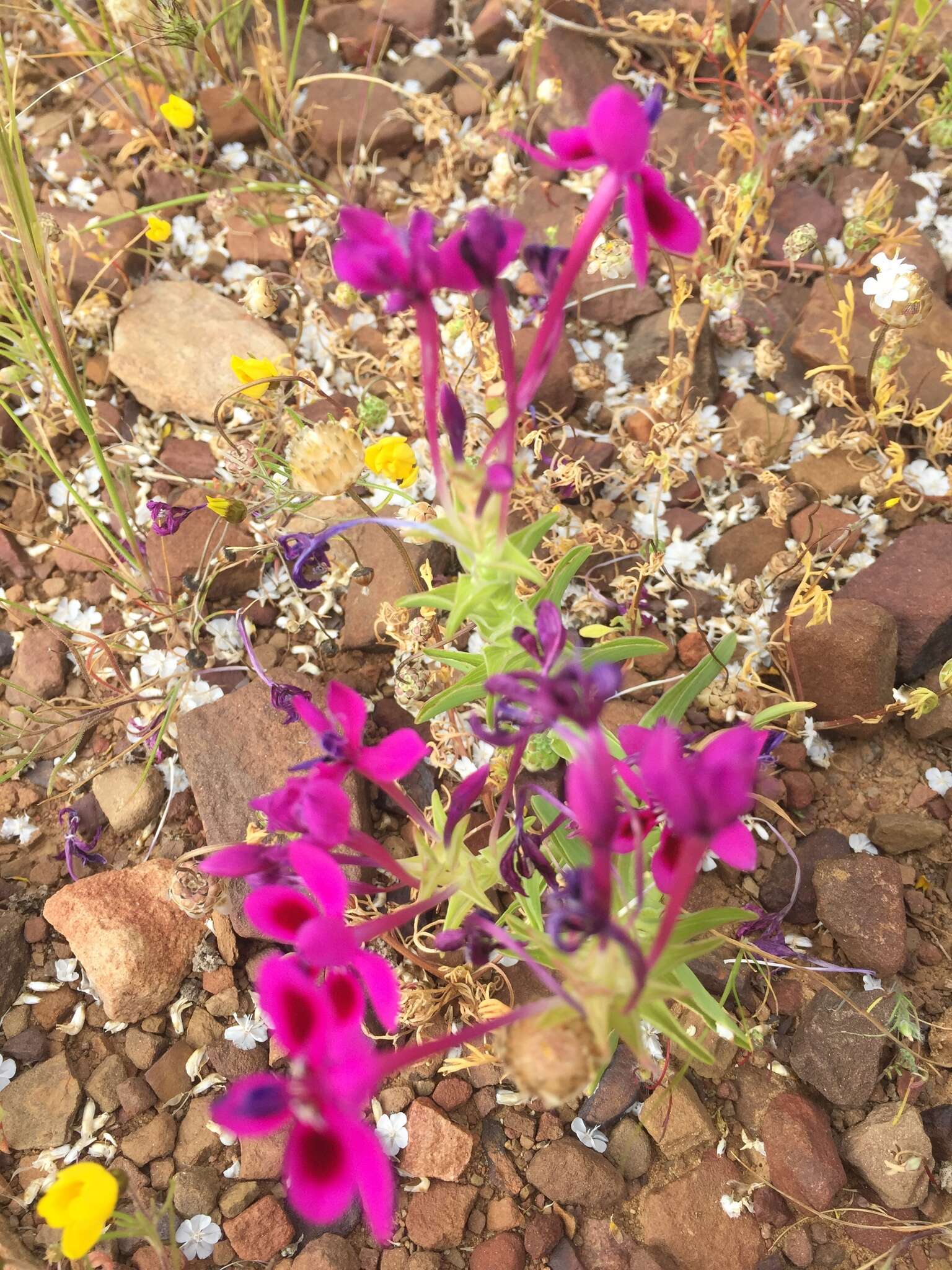 Image of Lapeirousia silenoides (Jacq.) Ker Gawl.