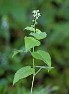 Image of Circaea cordata Royle